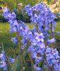 Hyacinthoides hispanica 