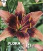 Lilium "Whistler" - Asiatische Lilie