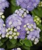 Ageratum houstonianum "Blue Hawaii 5.0 F1" - Leberbalsam