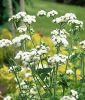 Ageratum houstonianum "White Alp F1" - Leberbalsam