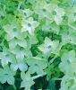 Nicotiana x sanderae "Perfume F1 Lime" - Ziertabak