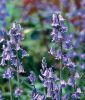 Hyacinthoides non-scripta (nutans) - Englisches Hasenglckchen