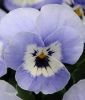 Viola cornuta "Sorbet XP F1 Marina" - Hornveilchen