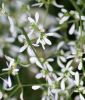 Euphorbia graminaea "Glamour White F1" - Wolfsmilch, Bienen-Schleierkraut