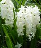 Hyacinthus orientalis 