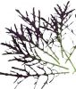Rote Wilde Rauke "Agano" / Asia-Salat - Brassica juncea