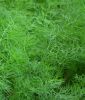 Dill, Tetra- "Goldkrone" - Anethum graveolens