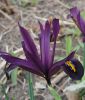 Iris reticulata 