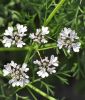 Koriander - Coriandrum sativum