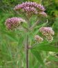 Baldrian - Valeriana officinalis