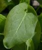 Sauerampfer - Rumex acetosa