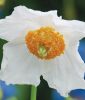 Meconopsis betonicifolia "Alba" - Tibet-Scheinmohn