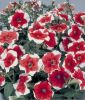 Petunia grandiflora "Parade F1 Picotee Red" - Petunie