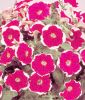 Petunia grandiflora "Parade F1 Picotee Rose" - Petunie