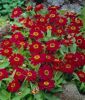 Zinnia x hybrida 