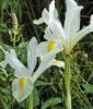 Iris hollandica 