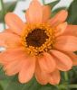 Zinnia x hybrida 