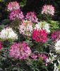 Cleome spinosa "Sparkler 2.0 F1 Mischung" - Spinnenblume