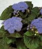 Ageratum houstonianum "Aloha Blue F1" (Victoria Blue F1) - Leberbalsam