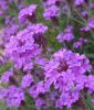 Verbena rigida (venosa) - Eisenkraut