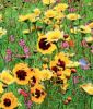 Blumenmischung 