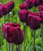 Einfachblhende spte Tulpe Caravelle