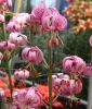Lilium martagon - Echte Trkenbundlilie