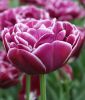 Geflltblhende spte Tulpe Dream Touch