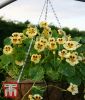 Tropaeolum majus "Cream Troika" - Kapuzinerkresse