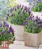 Lavandula stoechas 