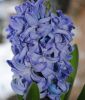 Hyacinthus orientalis 
