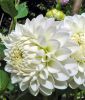 Ball-Dahlie "Boom Boom White"