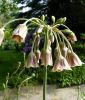 Nectaroscordum siculum ssp. bulgaricum - Bulgarischer Lauch, Honig-Lauch