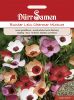 Linum grandiflorum "Charmer Mix" - Bunter Lein