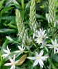 Ornithogalum ponticum "Sochi" - Riesen-Milchstern