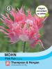 Papaver laciniatum "Pink Fizz" - Gefranster Schlafmohn