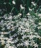 Ornithogalum umbellatum - Doldiger Milchstern