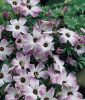 Oxalis adenophylla - Berg-Sauerklee