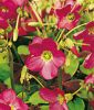 Oxalis deppei "Iron Cross" - Glcksklee