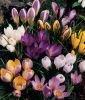 Wildkrokus Crocus 