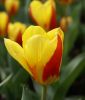 Tulipa kaufmanniana Stresa