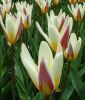 Tulipa kaufmanniana Ice Stick