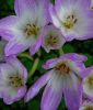 Colchicum "Giant" - Herbstzeitlose