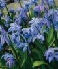 Scilla siberica - Sibirischer Blaustern