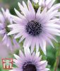 Berkheya purpurea - Sdafrikanische Purpurdistel