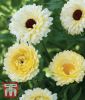Calendula officinalis "Snow Princess" - Ringelblume