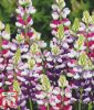 Lupinus hartwegii "Avalune Mischung" - Einjhrige Lupine