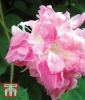 Ipomoea purpurea "Split Second Double" - Trichterwinde