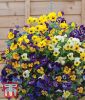 Viola x wittrockiana "Waterfall Mischung" - Stiefmtterchen