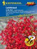 Linaria x hybrida "Licilia Red" - Leinkraut
